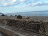 Cats at Valldemossa port